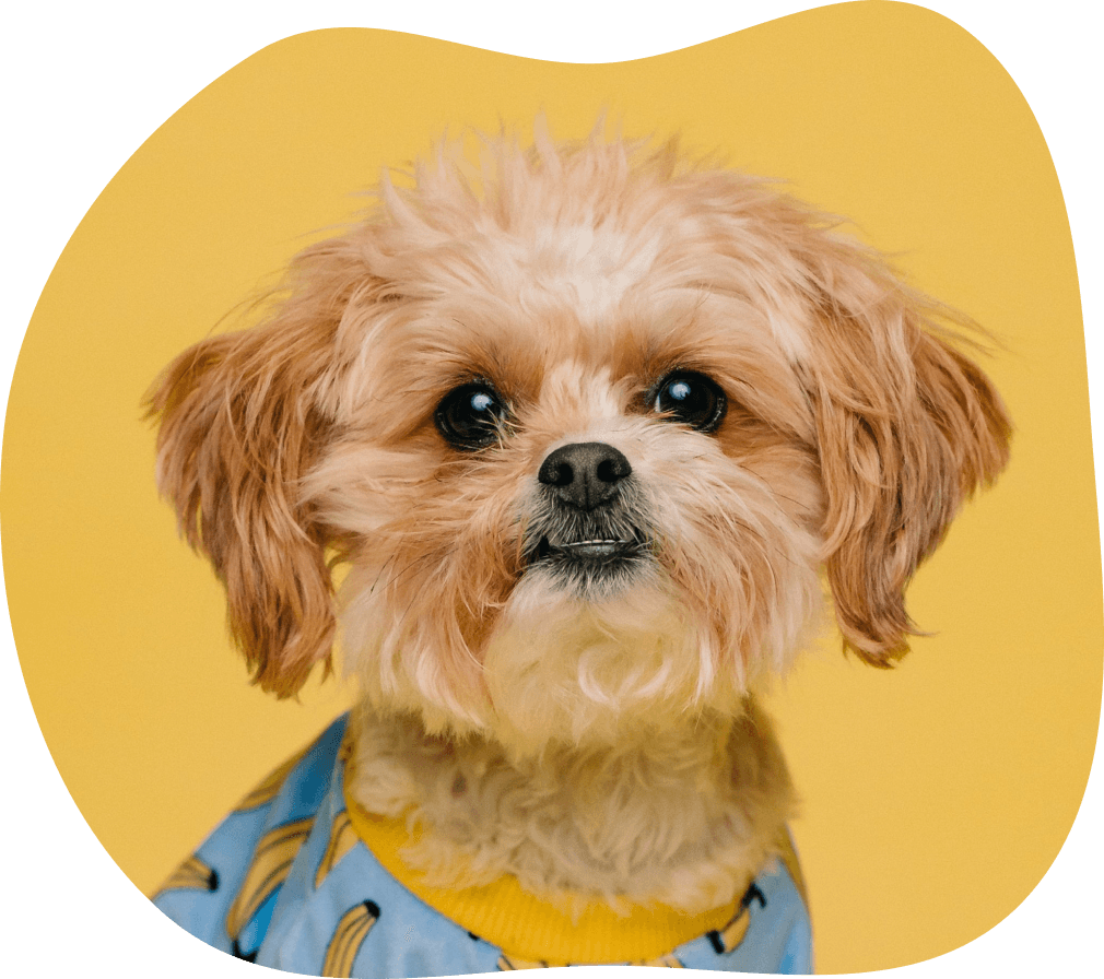 Raw Dog Food Delivery Company We Feed Raw