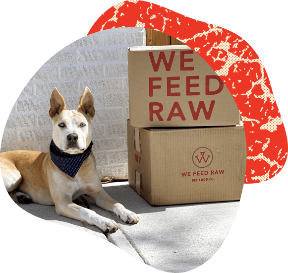 why-a-balanced-raw-diet-is-best-for-dogs-we-feed-raw