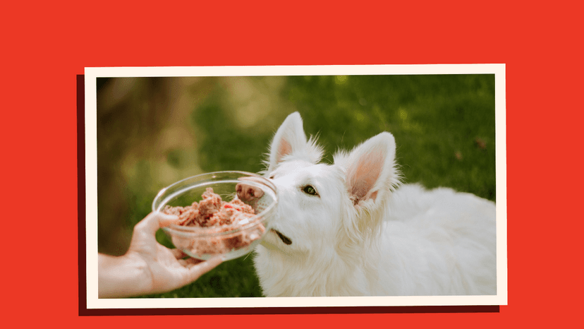 How Can I Find Top-Rated Dog Food?