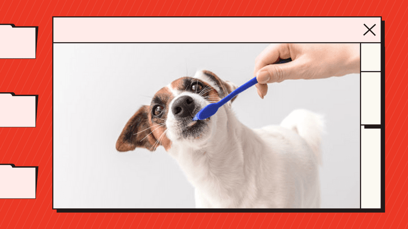 Dental Health Tips For Dogs