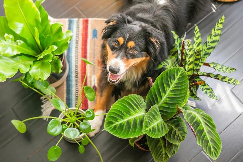 5 Plants That Are Toxic to Dogs