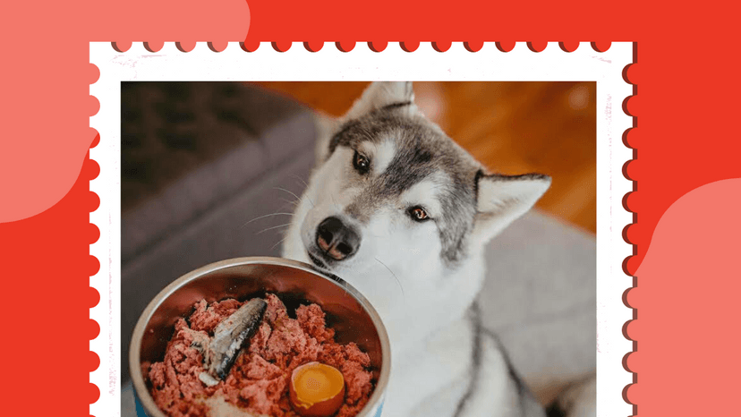 Healthy Dog Food Toppers 