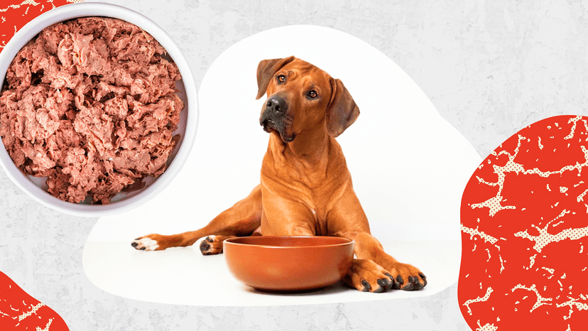 Rhodesian and Bowl of Raw