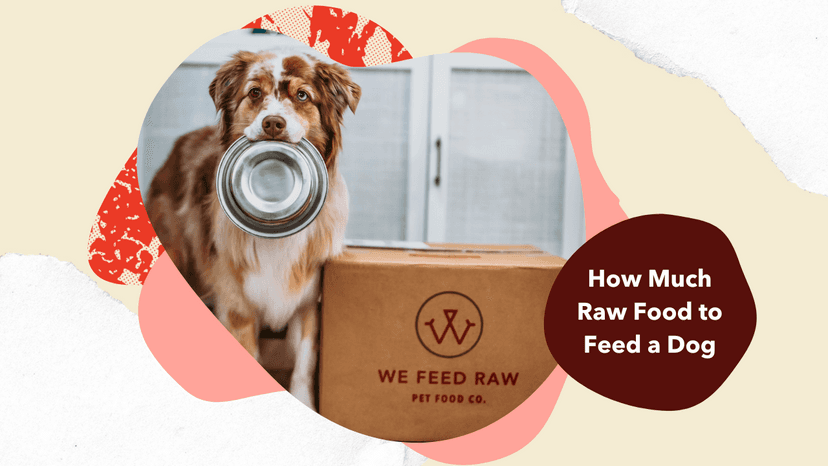 How Much Raw Food to Feed a Dog