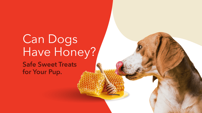 Can Dogs Have Honey v1