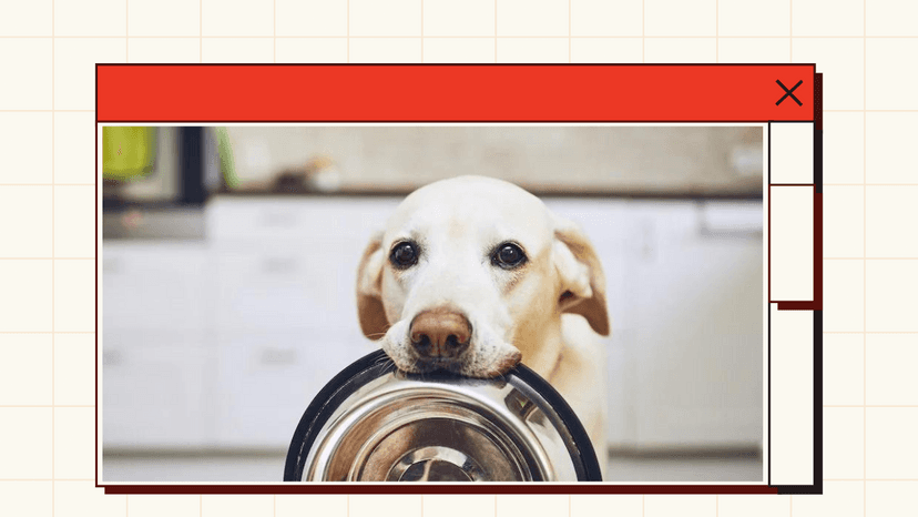 Dog with a steel food bowl on its mouth