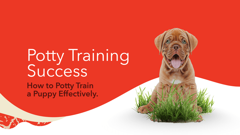 -Potty Training Success v1
