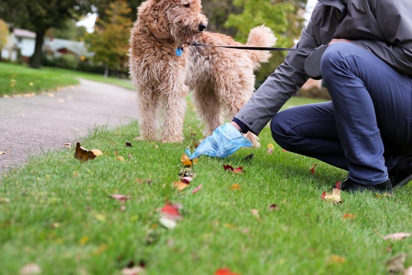 The Proof Is in the Poop: What Does Dog Poop Look Like on a Raw Diet?