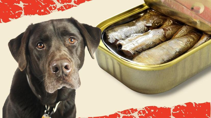 Can Dogs Eat Anchovies
