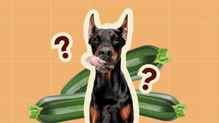 Can Dogs Have Zucchini 1280x720