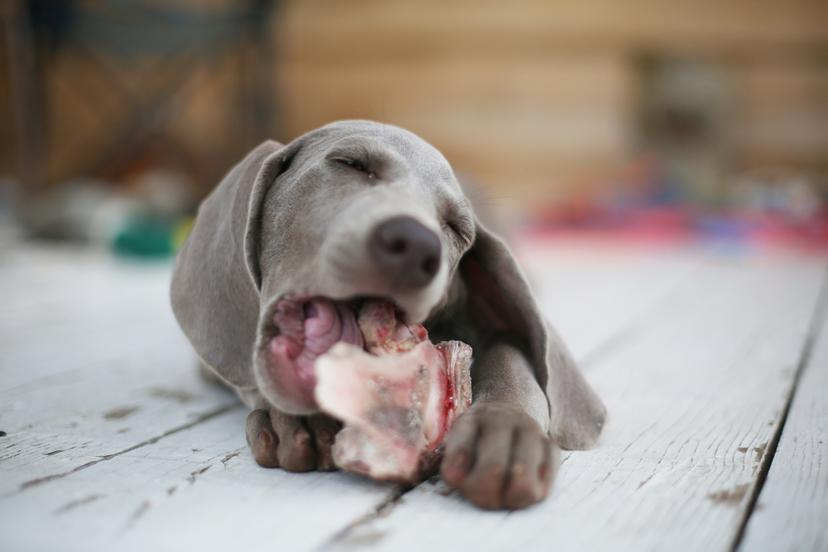 Young dog chewing on raw meaty bone