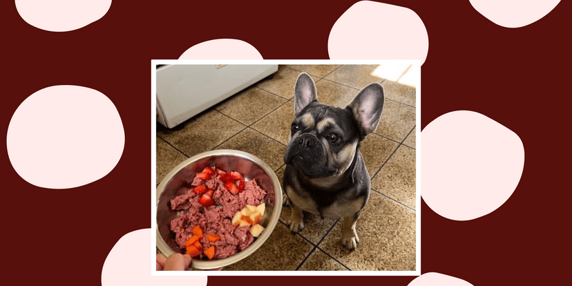 Is Raw Food Good for Dogs